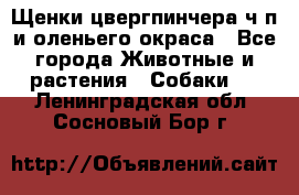 Щенки цвергпинчера ч/п и оленьего окраса - Все города Животные и растения » Собаки   . Ленинградская обл.,Сосновый Бор г.